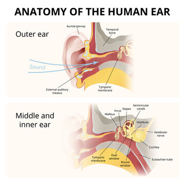 anatomy of the human ear, hearing system