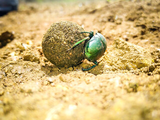 Dung beetle