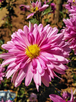 pink chrysanthemum flowers
