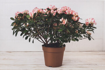 Azalea. Home flower. Flowering flowerpot. Minimalism