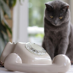 the receiver lies on the table next to the disk retro telephone against the background of the...