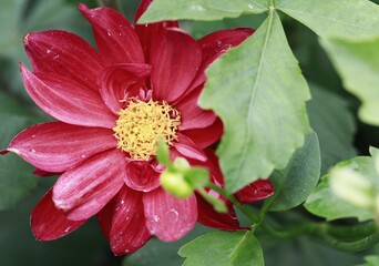 red and yellow flower