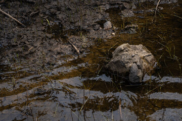 The pond for fish farming is lowered to the water level and visible its bed with some tree trunks and stones