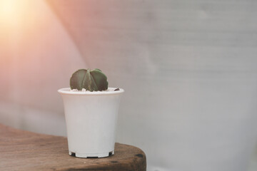 Variety of cactus and succulent growth in white ceramic pot on wooden shelf in shop with vintage tone. Small plant for home or office.