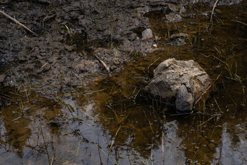 The pond for fish farming is lowered to the water level and visible its bed with some tree trunks and stones