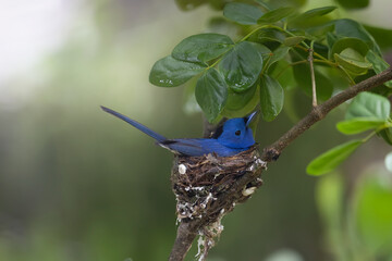 Black-naped Blue Flycatcher guarding its chicks in the nest with love, great blue bird family