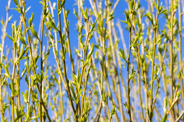 Willow branches pointing to the sky in spring, young leaves, sunny day outdoors, background