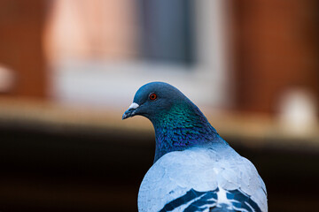 pigeon close up with blurry background and a lot of details