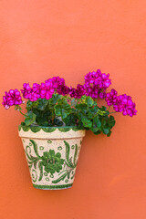 Fototapeta na wymiar Violet geranium flowers blooming in a white green ceramic pot, hanging on a orange cement wall