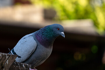 pigeon close up with blurry background and a lot of details