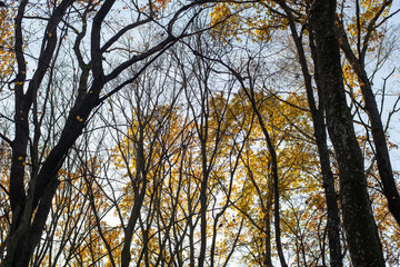 trees in the autumn forest