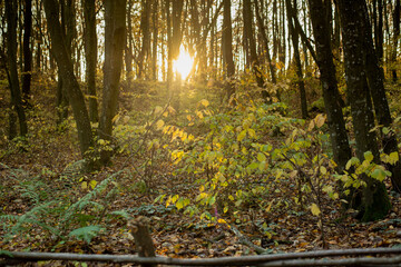 trees in the autumn forest