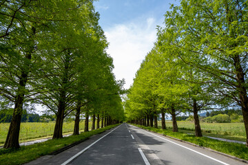 風景素材　鮮やかな新緑のメタセコイア並木