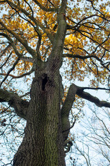 trees in the autumn forest