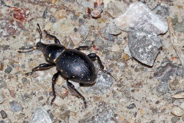 Rüsselkäfer (Otiorrhynchus clvipes)