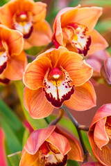 Obraz na płótnie Canvas Orange and violet orchid (Phalaenopsis), blooming with orchid flowers background, close view