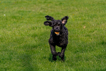 Goldendoodle 