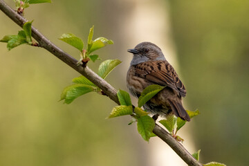 Beautiful Dunnock sitting proud