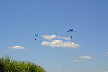 flying birds in the sky