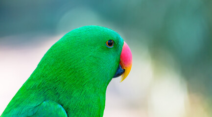 Close up de papagaio verde 