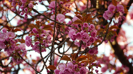 pink flowers in the garden, japanese cherry blossoms, cherry blossoms