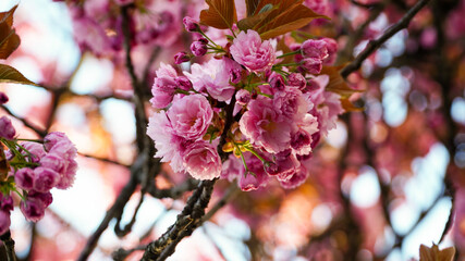 pink flowers in the garden, japanese cherry blossoms, cherry blossoms
