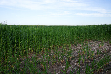 Corn plantation under a clear blue sky on a sunny day. Agricultural landscape.