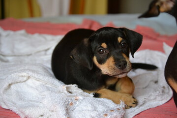 portrait of a puppy
