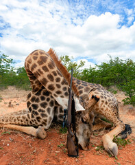 Traditional giraffe trophy with rifle after an official safari in Africa. © okyela
