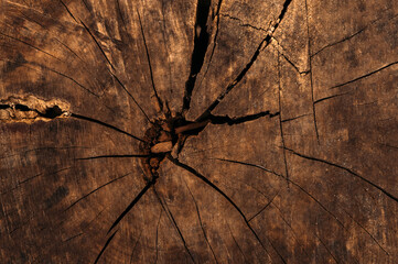 Close-up of a tree stump in a cut. Texture background with cracks
