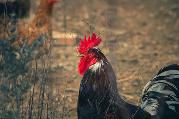 gallo y gallinas
