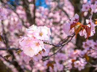 Sargent's cherry blossoms with honey bee (Kannonji river, Kawageta, Fukushima, Japan)