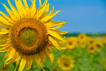 Fototapeta premium Sunflower with bee on blue sky background