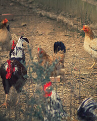 gallo y gallinas