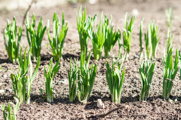 green young sprouts in the garden