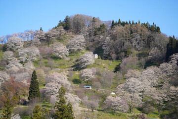 Fototapeta na wymiar 二反田の桜