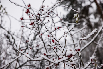red berries on a branch
