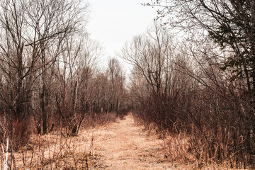 Spring forest road in yellow shades. Abandoned road.