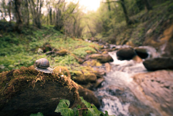 snail on the river bank in the forest 