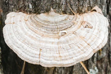 Mushrooms in the forest, forest mushrooms on the tree, mushroom on the tree, nature forest.
