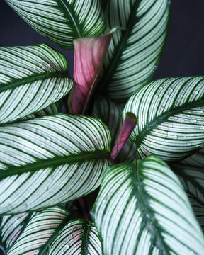 Calathea White Star with water droplets on dark background