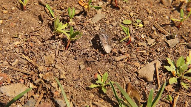 Brown stink bug.
Camouflage insects.
In the end, when it feels it's getting caught, it flees and flies.
Amazing camouflage animals.
Insect on a summer day in woods.
bugs.
Wildlife, wild nature