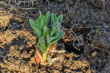 Young shoots of green onions in the rays of the setting sun close-up
