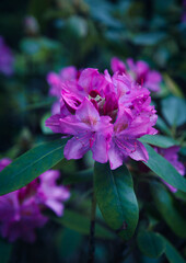 Purple Rhododendron 
