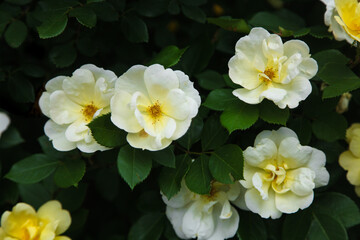 Topaz Jewel Yellow Rose