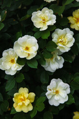 Topaz Jewel Yellow Rose