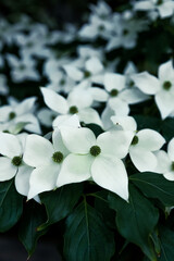 Dogwood Flower