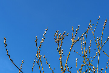 Willow branches with open buds against the blue sky