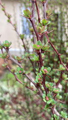 branch of a tree