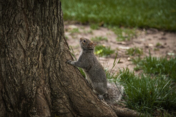 Squirrel 